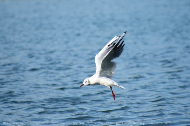 Photo de Mouette