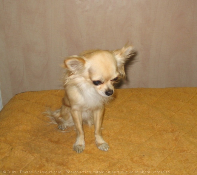 Photo de Chihuahua  poil long