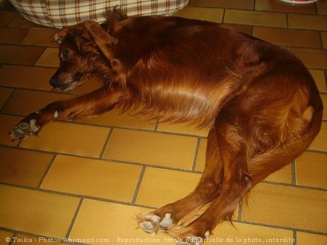 Photo de Setter irlandais rouge