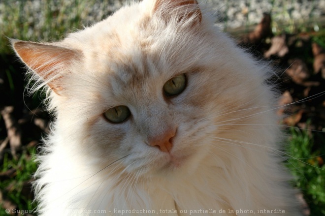 Photo de Maine coon