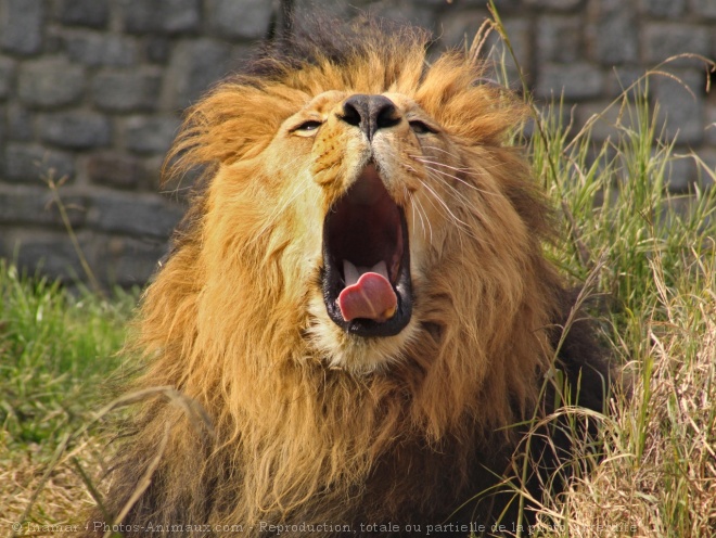 Photo de Lion