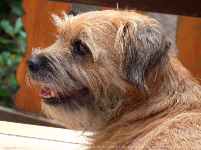 Photo de Border terrier