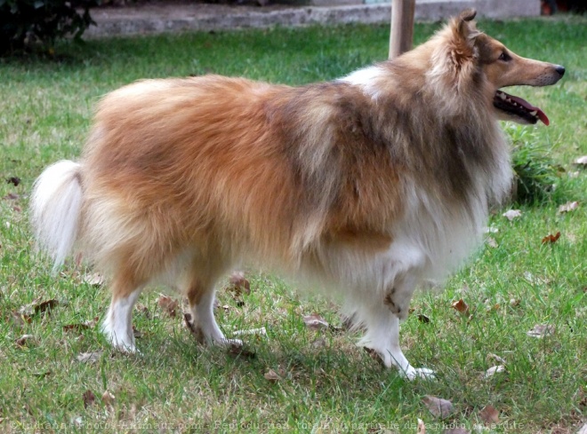 Photo de Chien de berger des shetland