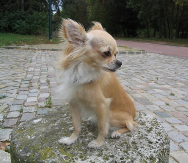 Photo de Chihuahua  poil long