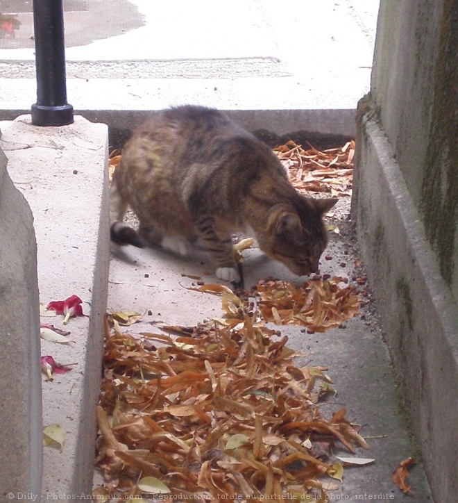 Photo de Chat domestique