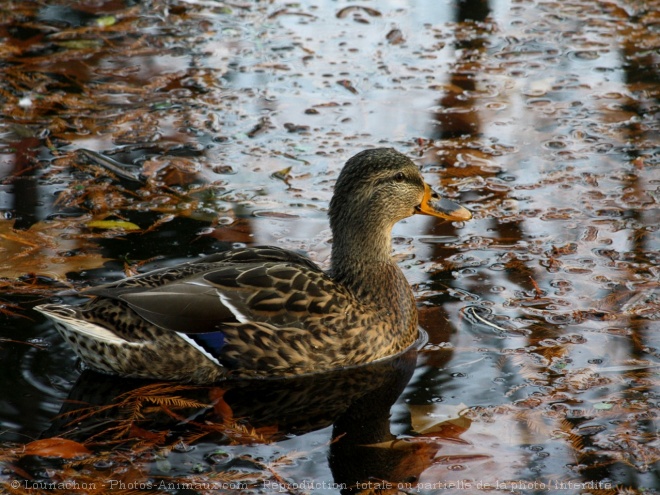 Photo de Canard colvert