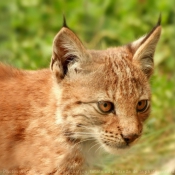 Photo de Lynx