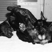 Photo de Dobermann