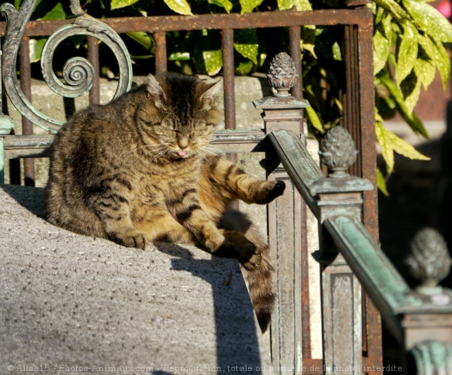 Photo de Chat domestique