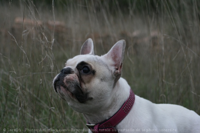 Photo de Bouledogue franais