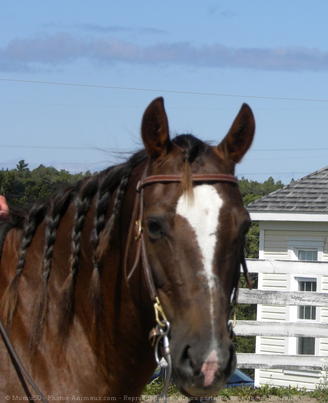 Photo de Quarter horse