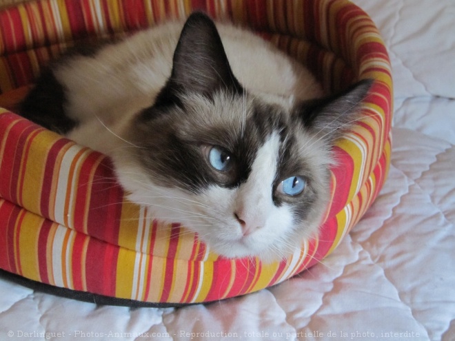 Photo de Ragdoll