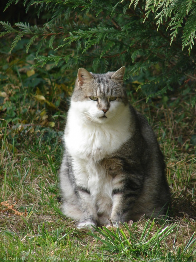 Photo de Chat domestique