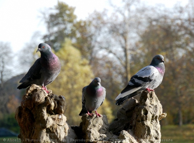 Photo de Pigeon