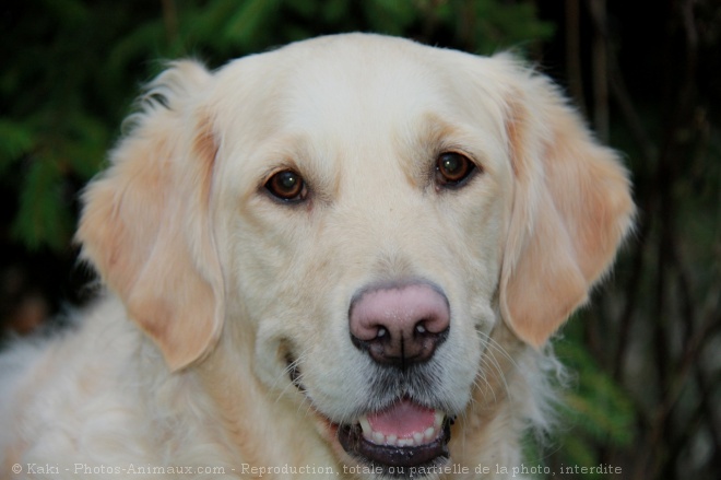 Photo de Golden retriever