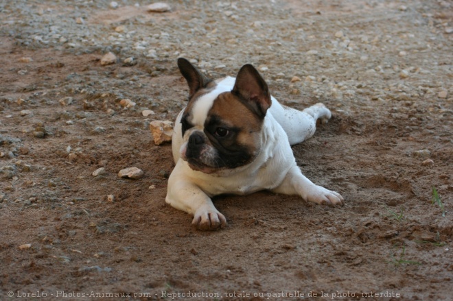 Photo de Bouledogue franais