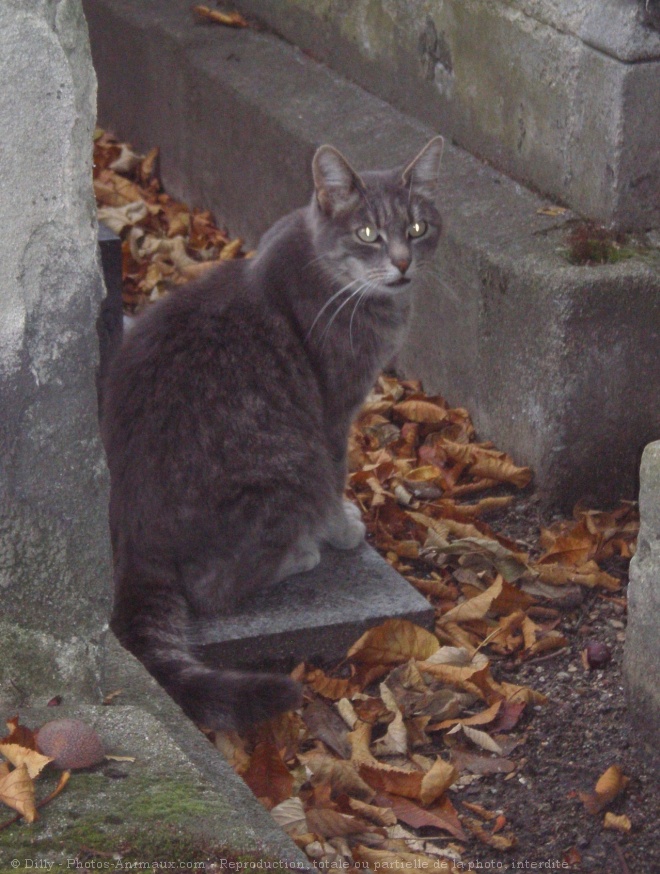 Photo de Chat domestique