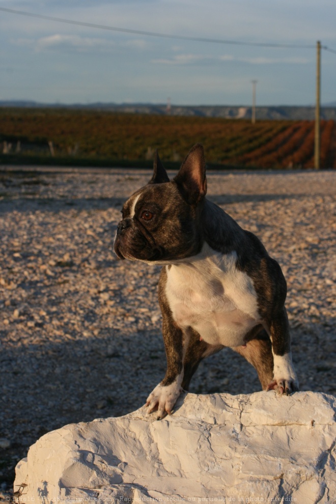 Photo de Bouledogue franais