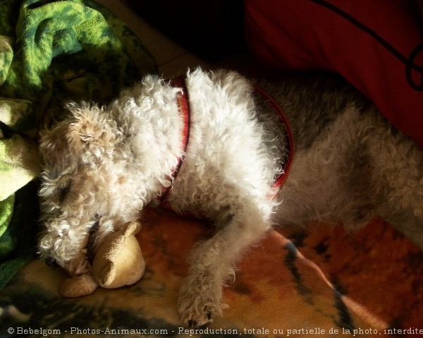 Photo de Fox terrier  poil dur