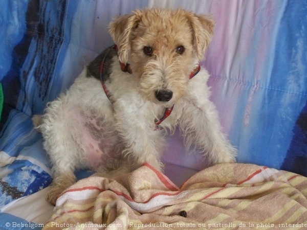 Photo de Fox terrier  poil dur