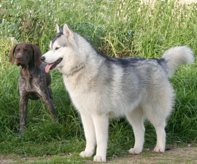 Photo de Husky siberien