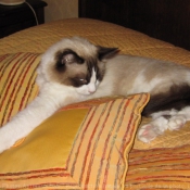 Photo de Ragdoll