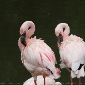 Photo de Flamand rose