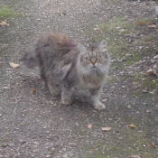 Photo de Chat domestique