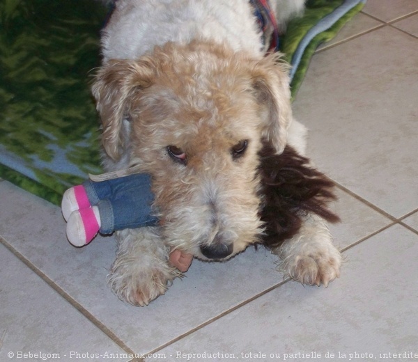 Photo de Fox terrier  poil dur