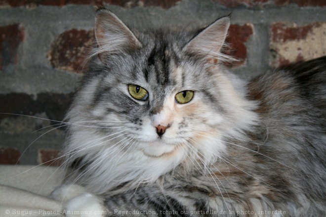 Photo de Maine coon