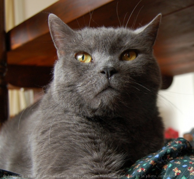 Photo de Chartreux