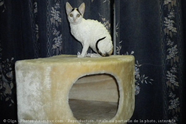 Photo de Cornish rex