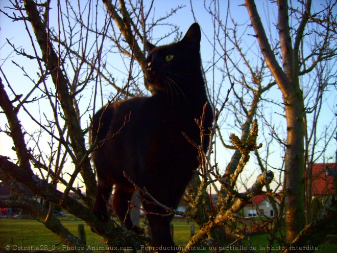 Photo de Chat domestique