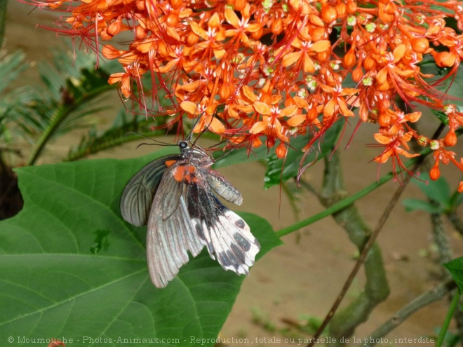 Photo de Papillon