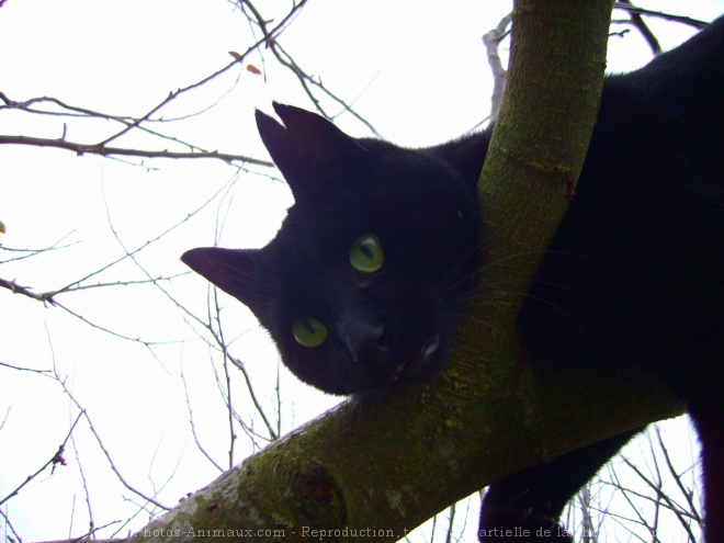 Photo de Chat domestique