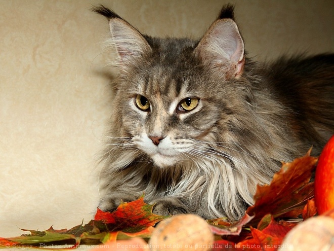 Photo de Maine coon