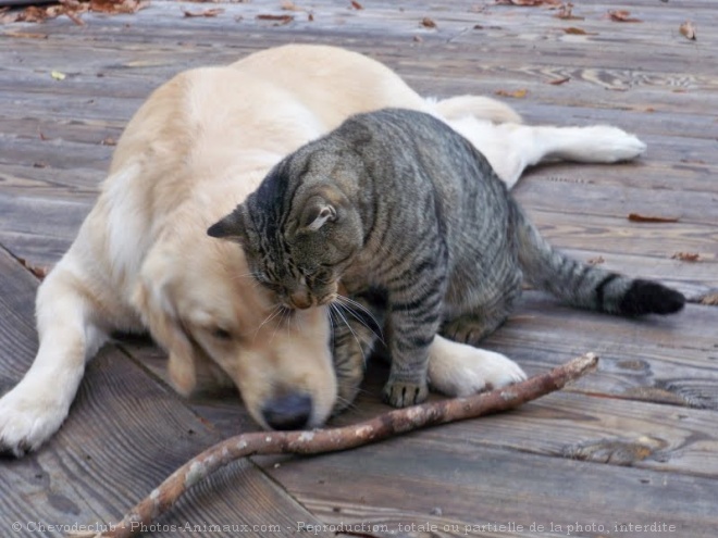 Photo de Golden retriever