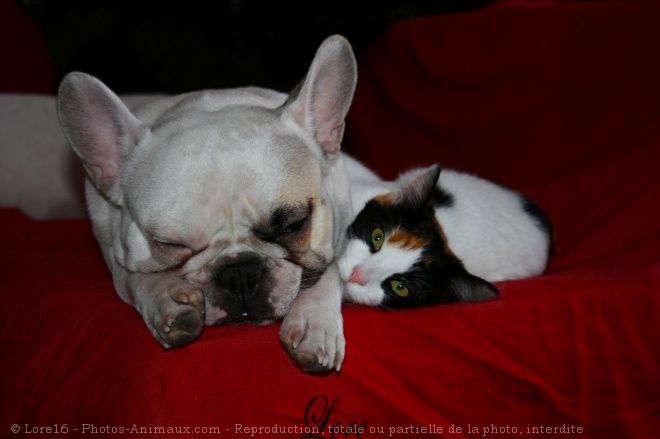 Photo de Bouledogue franais