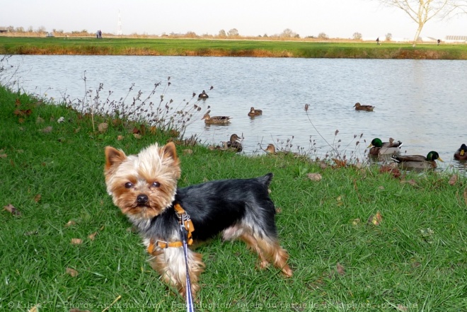 Photo de Yorkshire terrier