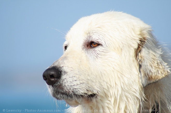 Photo de Chien de montagne des pyrnes