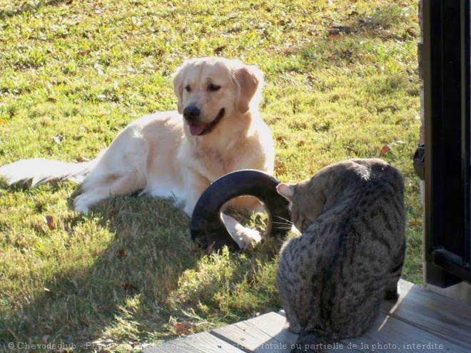 Photo de Golden retriever