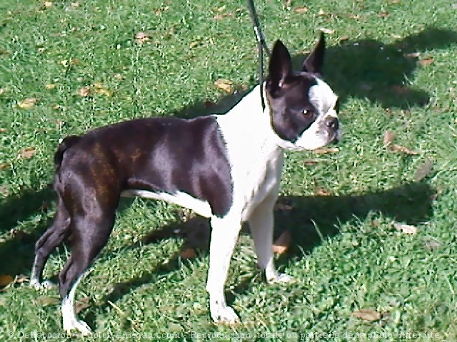 Photo de Boston terrier