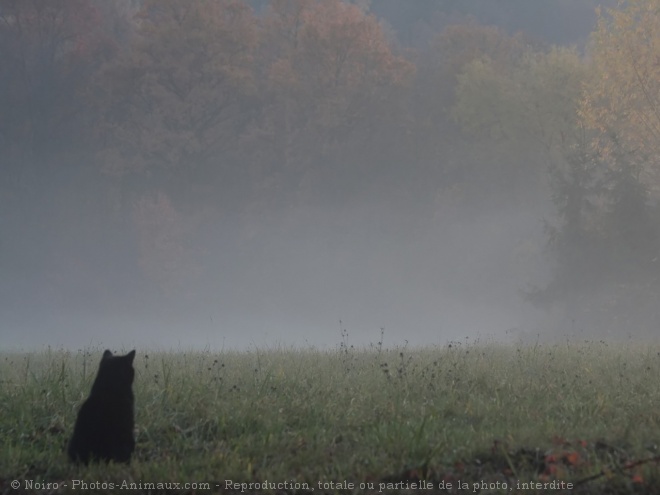 Photo de Chat domestique