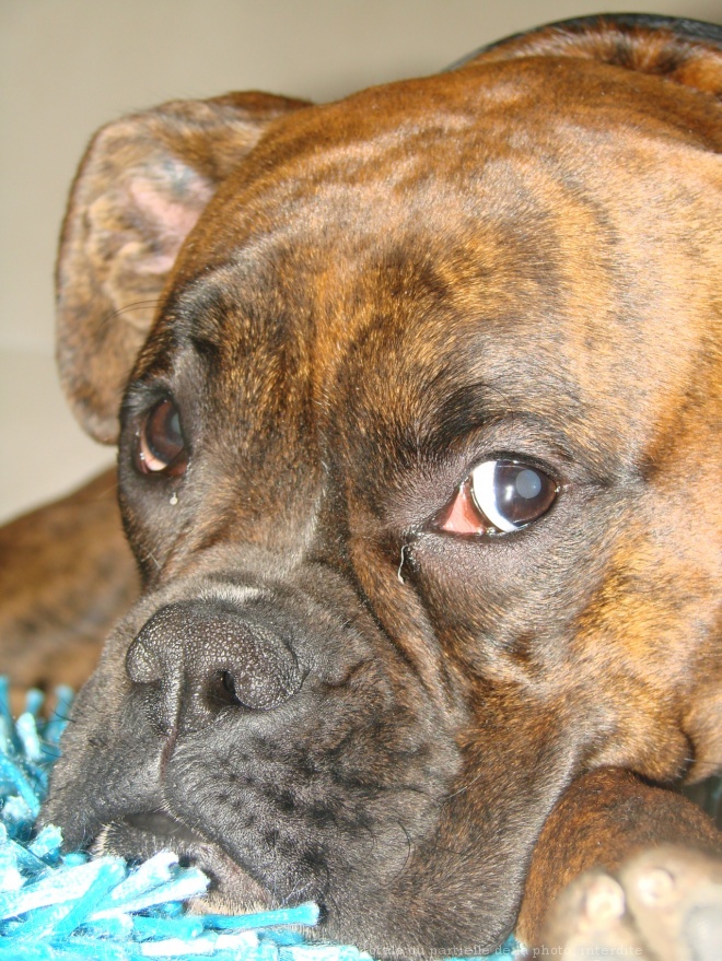 Photo de Boxer