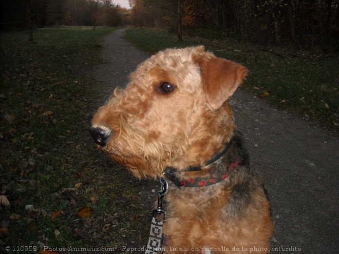 Photo d'Airedale terrier