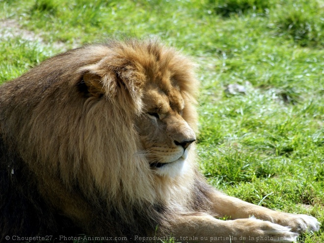 Photo de Lion