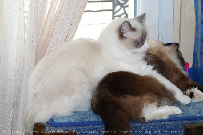 Photo de Ragdoll