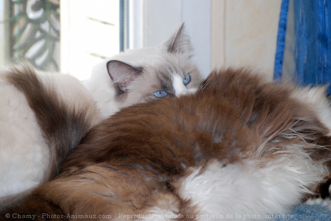 Photo de Ragdoll