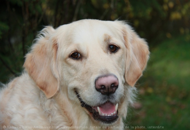 Photo de Golden retriever