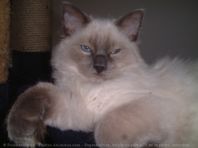 Photo de Ragdoll